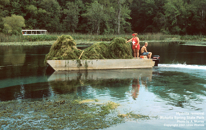 DEC Plans to Use Herbicide to Kill Hydrilla in Croton River, Swimming Ban to be Put in Place